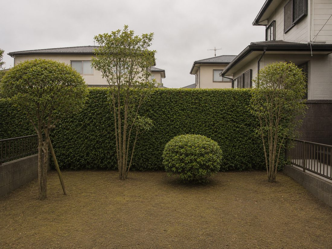 手入れ後の同じ庭。生垣と玉物が刈り込まれ、地面も整えられている